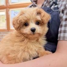 ハーフ犬（ポメラニアン×トイプードル）女の子♪緊張しちゃうけど慣れると？？