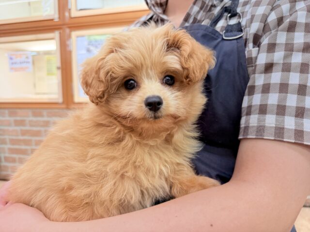 ハーフ犬（ポメラニアン×トイプードル）女の子♪緊張しちゃうけど慣れると？？