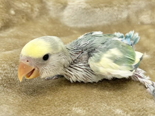 コザクラインコ（小桜インコ）
