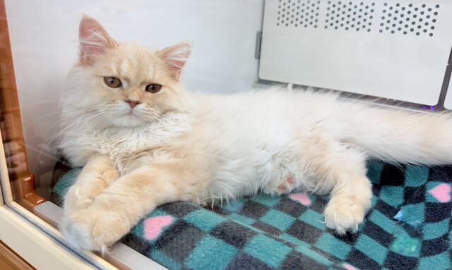 ラガマフィン(クリームタビー)男の子♫慣れるとスリスリゴロゴロ甘えんぼ〜に大変身! ラガマフィン