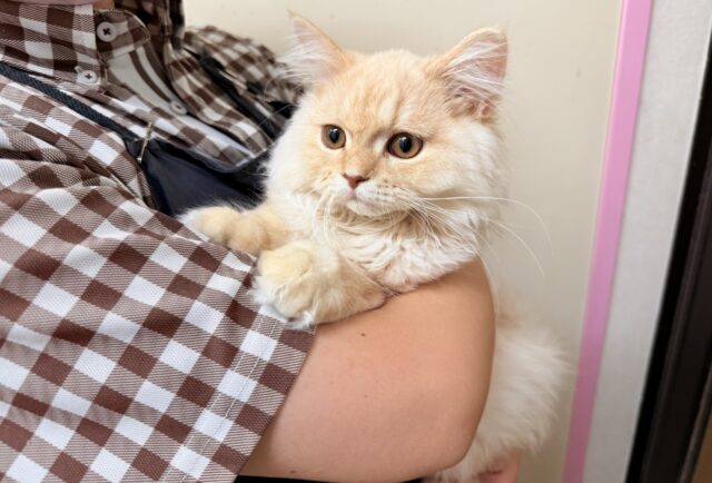 ラガマフィン(クリームタビー)男の子♫慣れるとスリスリゴロゴロ甘えんぼ〜に大変身! ラガマフィン