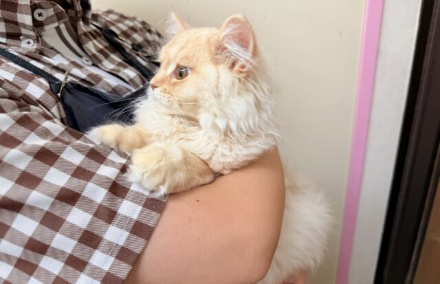 ラガマフィン(クリームタビー)男の子♫慣れるとスリスリゴロゴロ甘えんぼ〜に大変身! ラガマフィン