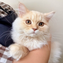 ラガマフィン（クリームタビー）男の子♫慣れるとスリスリゴロゴロ甘えんぼ〜に大変身！