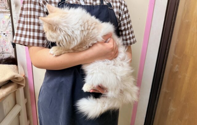 ラガマフィン(クリームタビー)男の子♫慣れるとスリスリゴロゴロ甘えんぼ〜に大変身! ラガマフィン