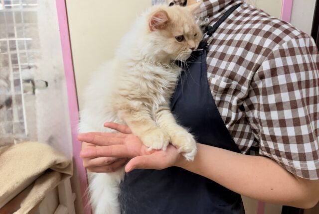 ラガマフィン(クリームタビー)男の子♫慣れるとスリスリゴロゴロ甘えんぼ〜に大変身! ラガマフィン