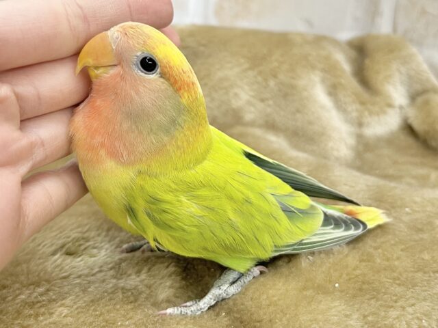 コザクラインコ（小桜インコ）