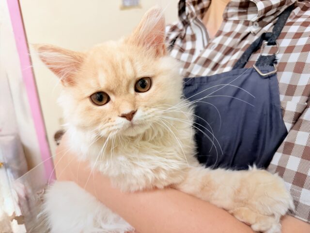 ラガマフィン(クリームタビー)男の子♫慣れるとスリスリゴロゴロ甘えんぼ〜に大変身! ラガマフィン