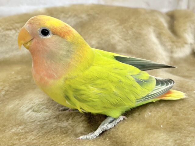 コザクラインコ（小桜インコ）