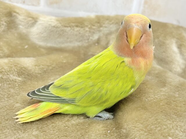 コザクラインコ（小桜インコ）