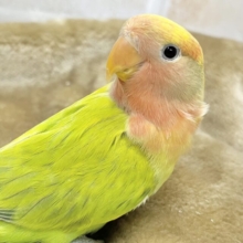 キレイなライトグリーン💚✨　コザクラインコ（オパーリンタイガー）