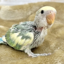 クリーム頭が可愛いね💙🍒　コザクラインコ（ブルーチェリーパイド）