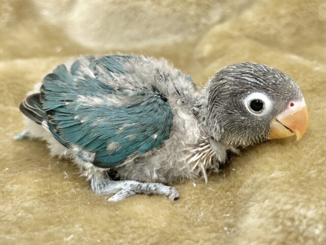 ブルーボタンインコ