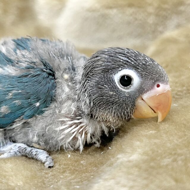 キラッとおめめが可愛い👀💙✨　ボタンインコ（ブルー）