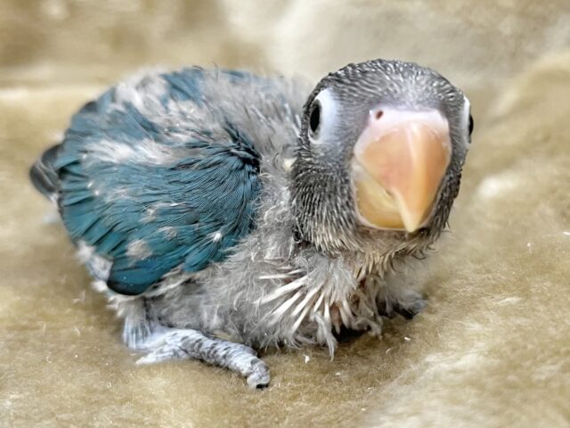 ブルーボタンインコ