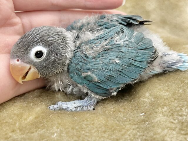 ブルーボタンインコ