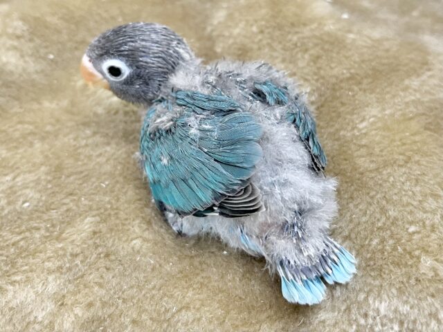 ブルーボタンインコ