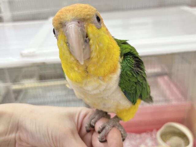 【🆙最新画像あり‼️】にぎにぎコロコロ甘えっ子💕🎶 シロハラインコ シロハラインコ