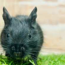 真っ黒デグーちゃんがやってきましたよ〜！🖤🖤🖤