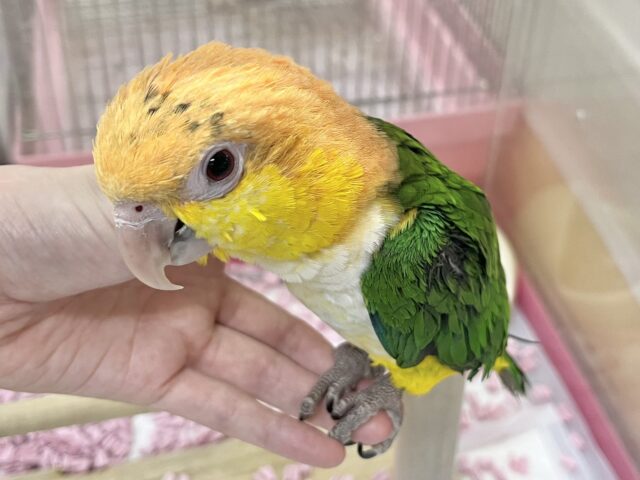【🆙最新画像あり‼️】にぎにぎコロコロ甘えっ子💕🎶 シロハラインコ シロハラインコ