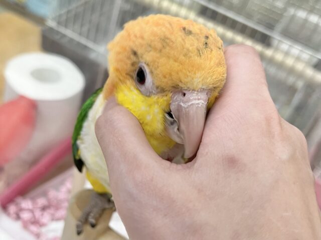 【🆙最新画像あり‼️】にぎにぎコロコロ甘えっ子💕🎶 シロハラインコ シロハラインコ