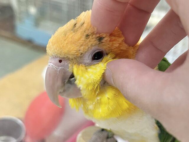 【🆙最新画像あり‼️】にぎにぎコロコロ甘えっ子💕🎶 シロハラインコ シロハラインコ