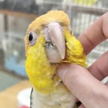 手乗り得意です‼️　シロハラインコ
