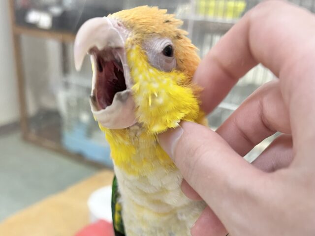 【🆙最新画像あり‼️】にぎにぎコロコロ甘えっ子💕🎶 シロハラインコ シロハラインコ
