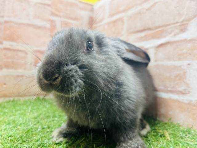 フレミッシュジャイアント