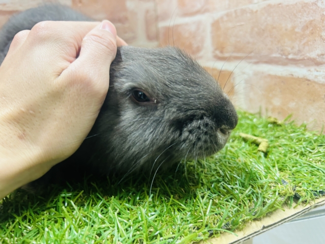 フレミッシュジャイアント