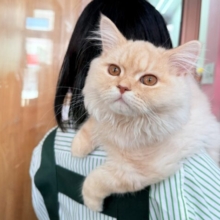 最新画像📸ラガマフィン（クリームタビー）男の子♫肩乗りにゃんこになりました〜