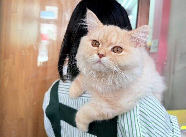 最新画像📸ラガマフィン（クリームタビー）男の子♫肩乗りにゃんこになりました〜