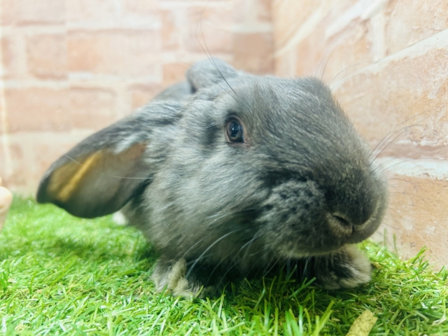 フレミッシュジャイアント