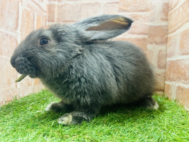 フレミッシュジャイアント