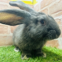 ドォォォォォォォン🔥🔥🔥🔥　大きいウサギさんがやってきました！！　フレミッシュジャイアント