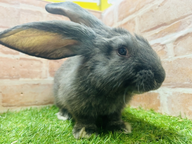 ドォォォォォォォン🔥🔥🔥🔥　大きいウサギさんがやってきました！！　フレミッシュジャイアント