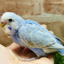ブルースパングルカラーのセキセイちゃんがやってきましたよ～💙💙💙　セキセイインコ
