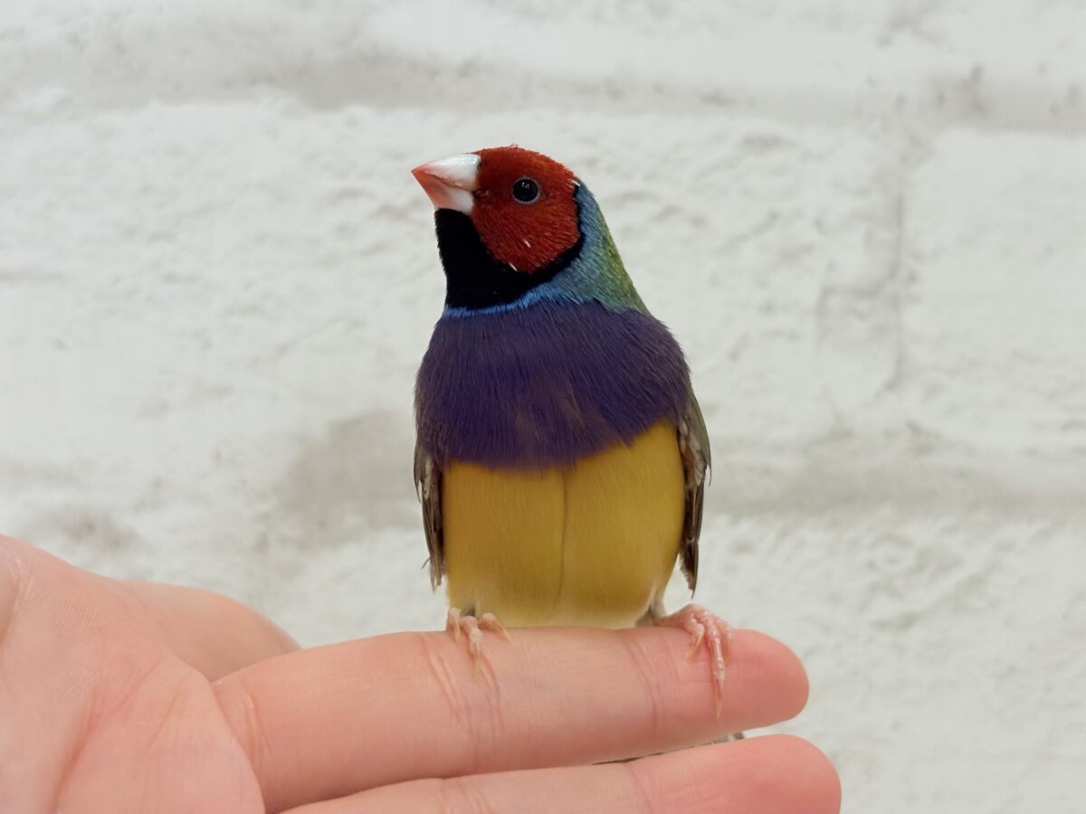 コキンチョウ