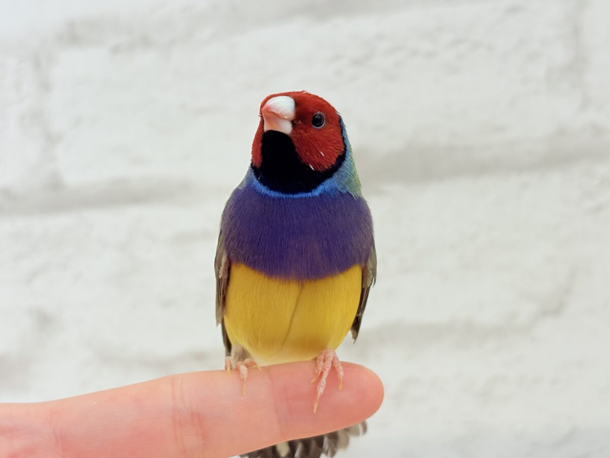 コキンチョウ
