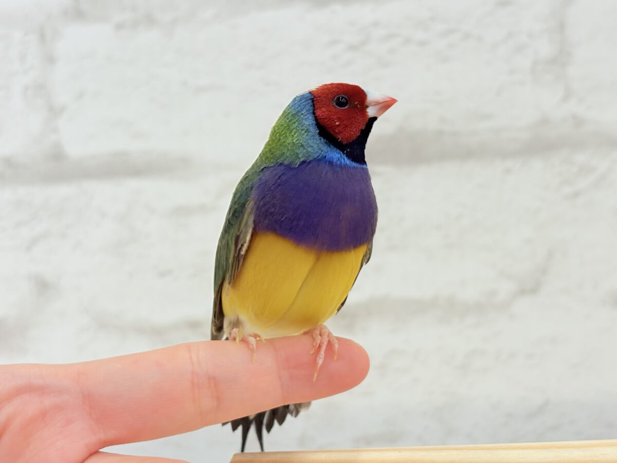 コキンチョウ