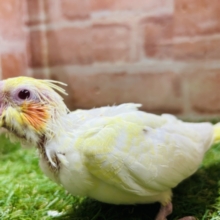 ルチノーカラーのオカメちゃんがやってきましたよ～💛💛💛　オカメインコ