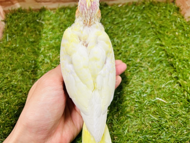 オカメインコ