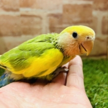 カラフルな小桜インコさんがやってきましたよ～💚💚💚　（タイガーチェリー）