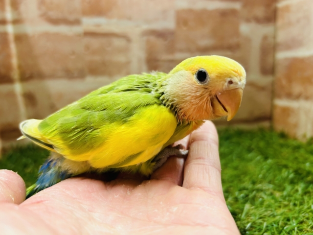 カラフルな小桜インコさんがやってきましたよ～💚💚💚　（タイガーチェリー）