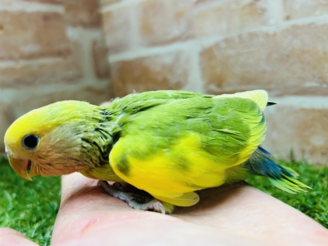 コザクラインコ（小桜インコ）