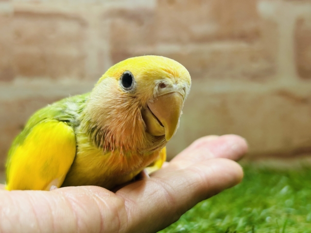 コザクラインコ（小桜インコ）