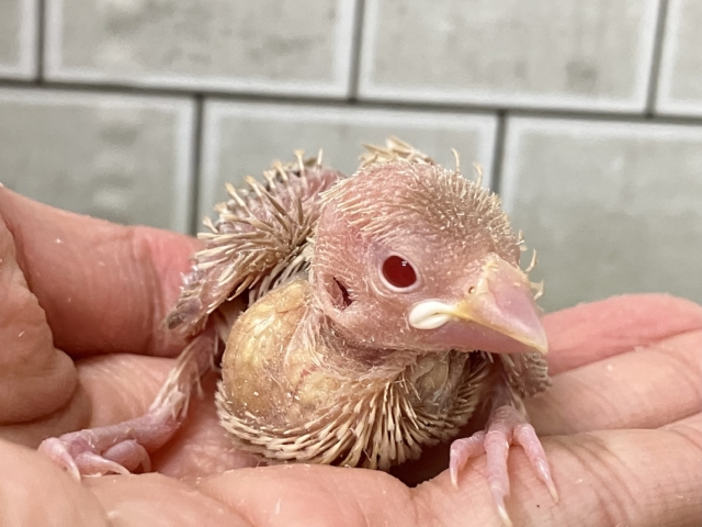 あの道へ🛣舞え舞え〜マイタケ🍄✧*｡シナモン文鳥(2026年1月生まれ)