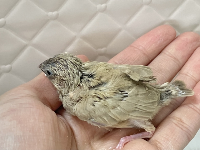 錦花鳥（キンカチョウ）