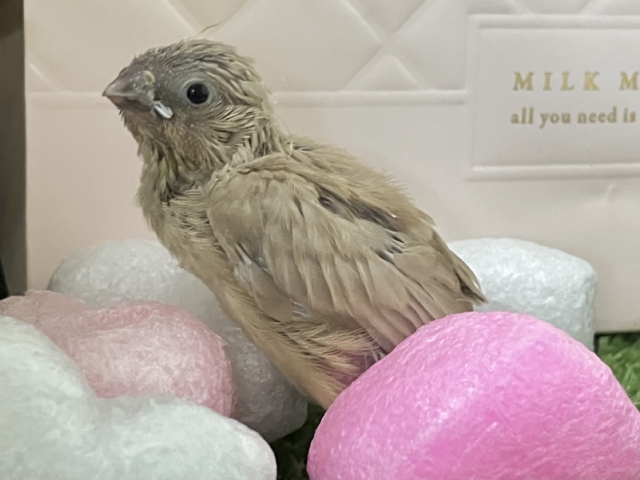 錦花鳥（キンカチョウ）