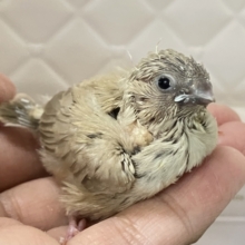 ミルミルみるくてぃ🫖甘々にしよ〜🎶∗*ﾟ錦華鳥(フォーン/2026年1月生まれ)