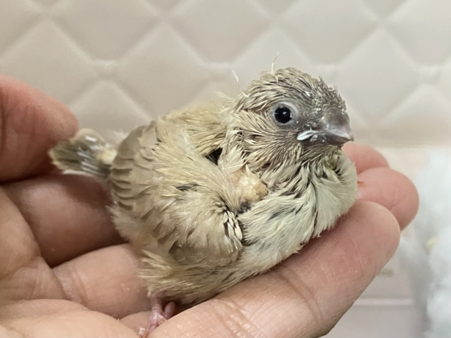 ミルミルみるくてぃ🫖甘々にしよ〜🎶∗*ﾟ錦華鳥(フォーン/2026年1月生まれ)